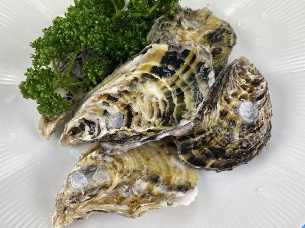 日本兵庫生食生蠔(1Kg約9-11顆)