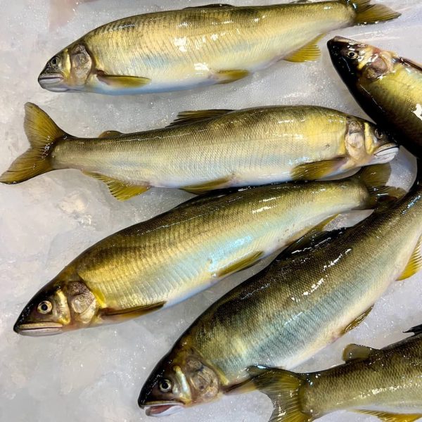 台灣宜蘭母香魚(10隻裝)